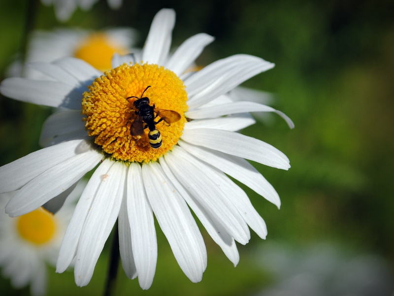Nikon Bees 150615 (22)
